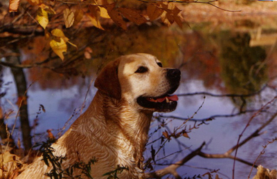 Autumn at Borador Labradors