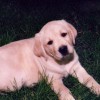 Pups 1 Web