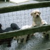 Pups 2 Web
