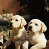 Pups 3 Web