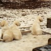 Pups 4 Web