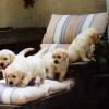 Pups 5 Web