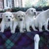 Pups 6 Web
