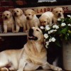 Pups 7 Web