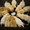 Pups 8 Web
